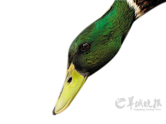 青头鸭飞得快，潜得深，高强度的运动，使到鸭体脂肪较少，肉质结实