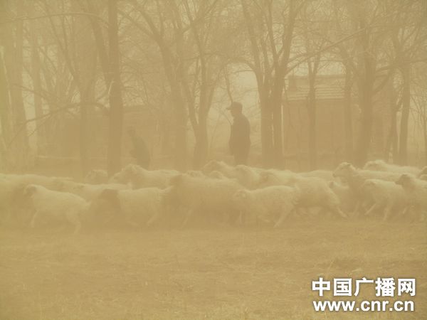 沙尘暴中的羊群