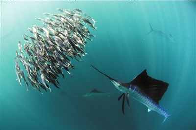 纪录片《生命》揭秘鱼类