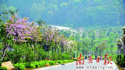 火炉山北广场紫荆大道吸引了众多市民游客。 温志美 摄