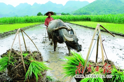 我国农业组织化水平低成中国农业经济