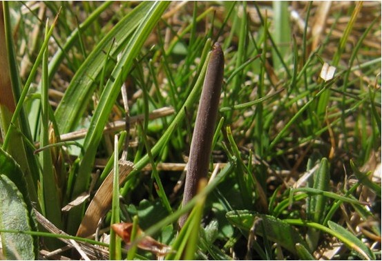 刚从地里长出芽的虫草