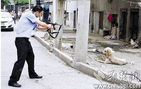 民警向疯狗射击