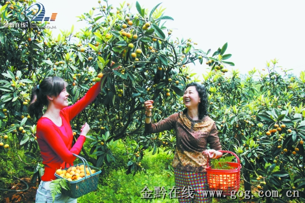 图为游客在渔洞峡"花果山"采摘枇杷.