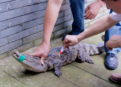 动物园工作人员正在给受伤鳄鱼疗伤。