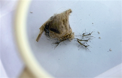 路边捡虫卵 孵出一窝小螳螂_资讯频道_凤凰网