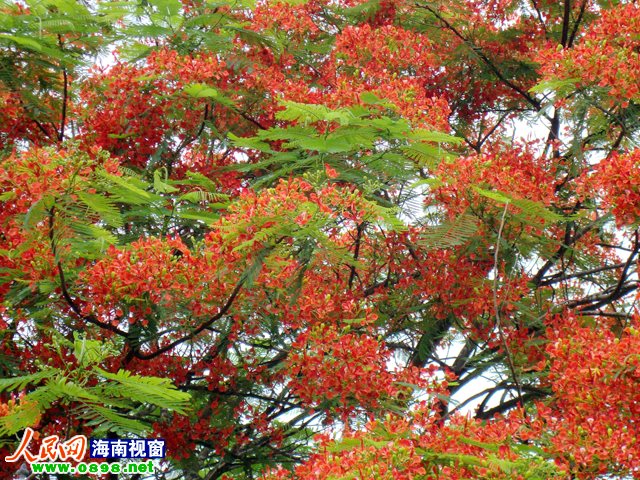 文昌校园内凤凰花娇艳欲滴 缓解高考压力_资讯