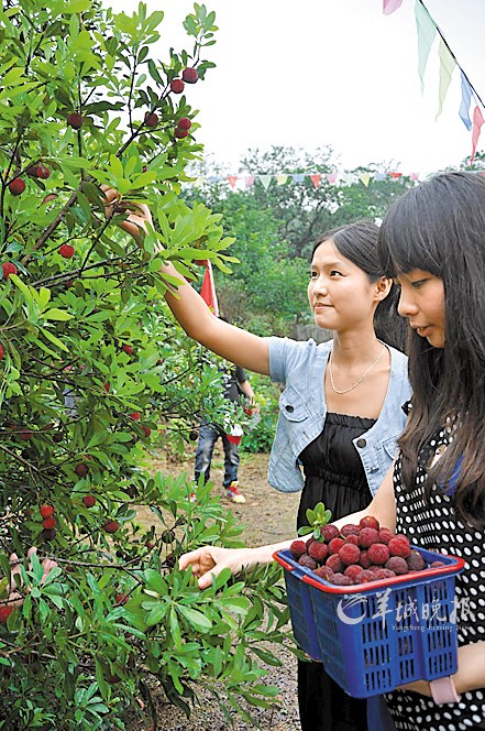 游客正在采摘杨梅