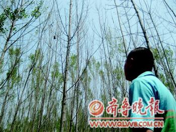 村里一多半杨树叶子被啃光