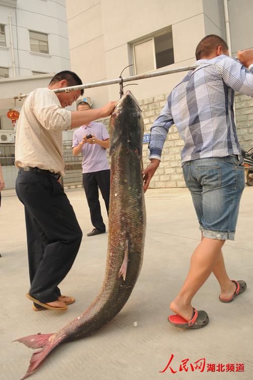 咸宁捕获长达1.66米重65.5千克鳡鱼