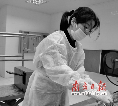 张红梅在工作中。