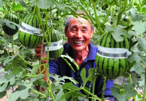 葫芦瓜_资讯频道_凤凰网