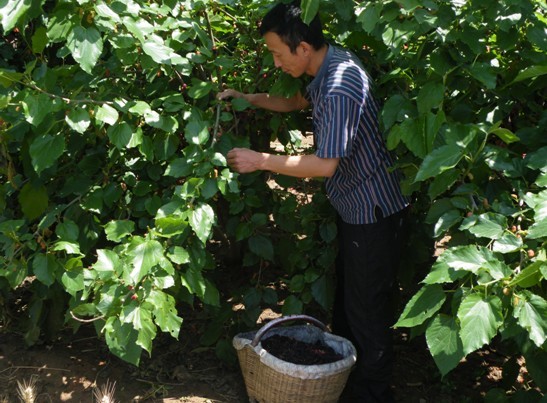 临潼新丰街道引进桑果优良品种 大力发展果桑