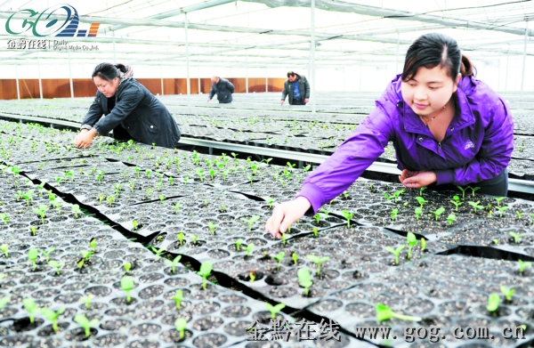 农业工人在基地采摘蔬菜。