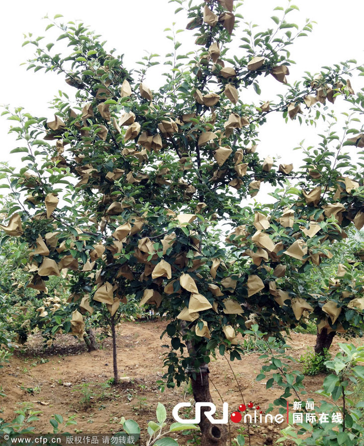 2012年6月2日，山东烟台，记者调查红富士套药袋事件。栖霞S304省道边的一片苹果园里，一棵苹果树上布满了药袋。　　