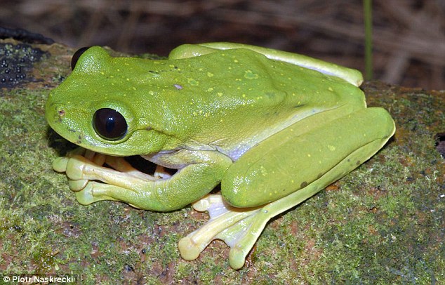 这只巨大的树蛙约15厘米长,科学家在巴布亚新几内亚境内一条河里发现了该生物。