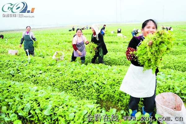 农业工人在进行蔬菜育苗。　　