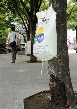 朝鲜半岛遭遇严重干旱 韩国街头树干打点滴(图