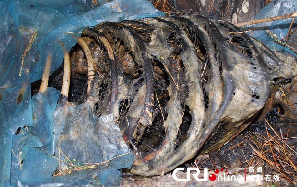 剖腹女尸_被剖腹的女尸图片