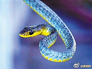 蓝色绿树蛇