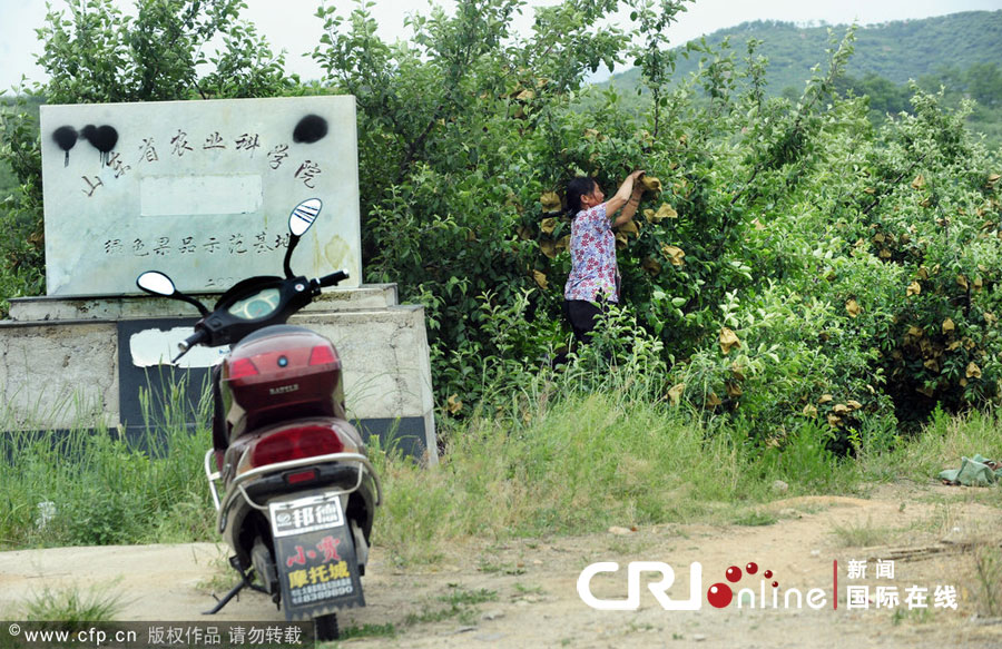 2012年5月29日，山东烟台，记者调查红富士套药袋事件。招远S304省道边，一处立有“山东省农业科学院绿色果品示范基地”石碑的苹果园，一妇女正在给苹果套药袋。