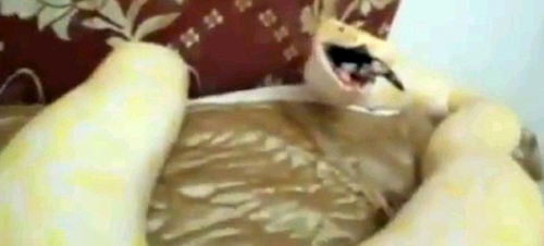 巨蟒吞食小猫