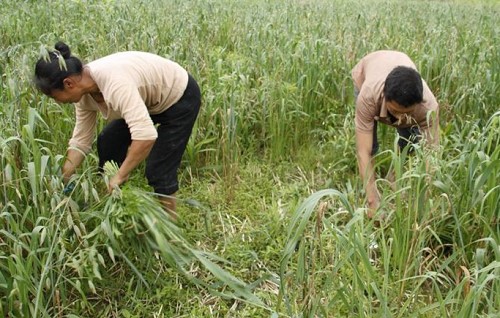 黔江:农民割草也增收