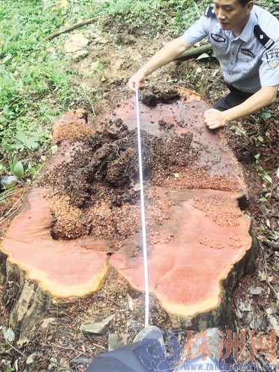 　　红豆杉被锯断，森林公安在测量树的大小 通讯员 彭春平 供图