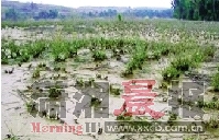 邓家塘村试点用蜈蚣草修复被污染土地。资料图