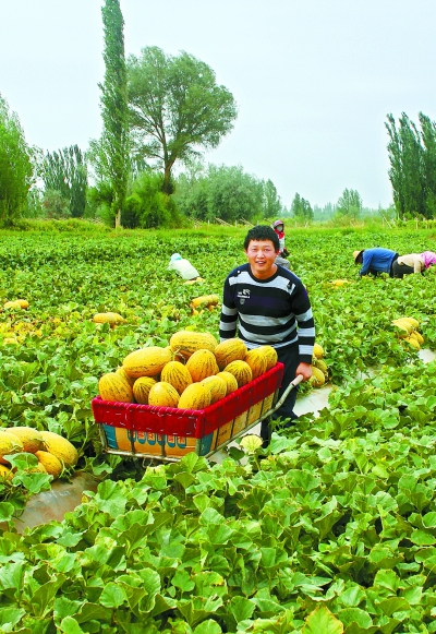 乐鱼体育官网在线：乐鱼体育官网app：方网站：在农村种植什么经济效益比较高(图1)