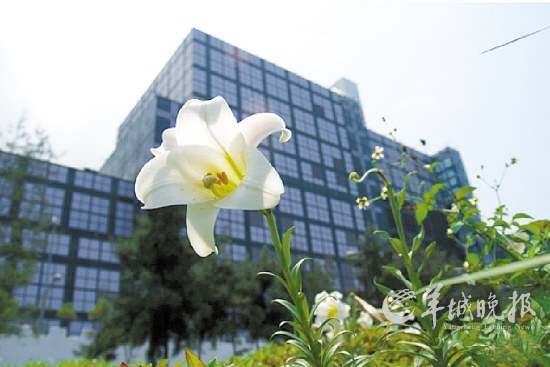 　　野百合盛开的新北市八里垃圾焚烧厂区