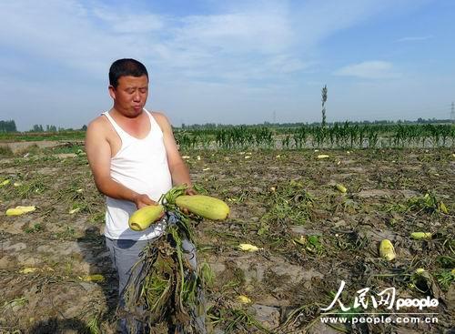 贺兰县张亮村农民在翻看田地里已将近腐烂变质的茭瓜