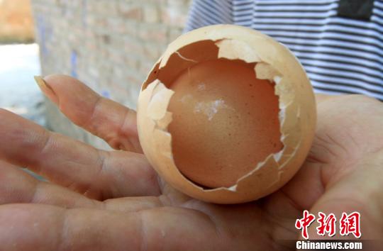 大鸡蛋套着一颗完整的小鸡蛋 吕忠箱 摄