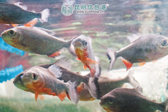 它们在鱼缸里懒洋洋地游来游去,加上体型小,跟电影,网络上食人鱼的