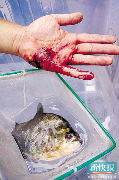 出现的食人鱼是南美洲食肉的淡水鱼