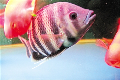 异常凶猛的非洲十间鱼。记者 何方 摄