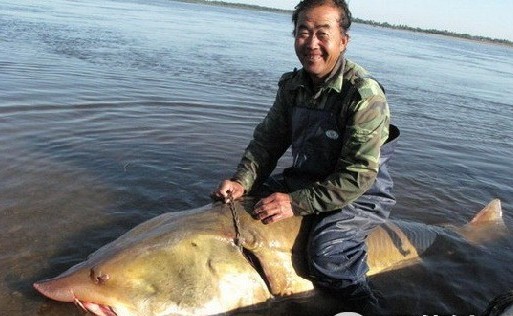 渔民捕获一条重500斤长约3米巨型鳇鱼
