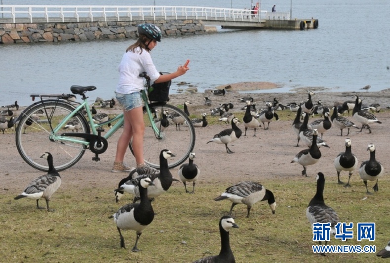 游客在卡伊沃公园的海边拍摄白颊雁.