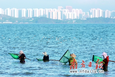 也曾白鹭翔集 而今正在远去_凤凰网