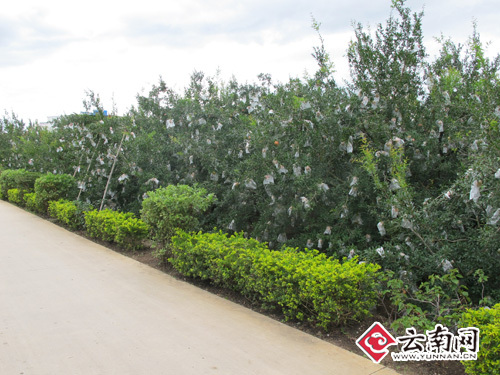 挂满树枝的石榴。