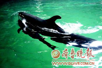 　　小伪虎鲸刚出生,尚未具备平衡能力,所以很难浮出水面。