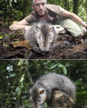 英国一摄制组在太平洋岛国发现巨型老鼠