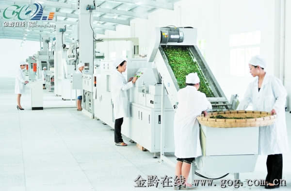 茶工操作光波杀青全自动化名优绿茶生产线。　　