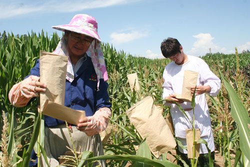 制种技术_制种玉米亩收入多少钱(2)