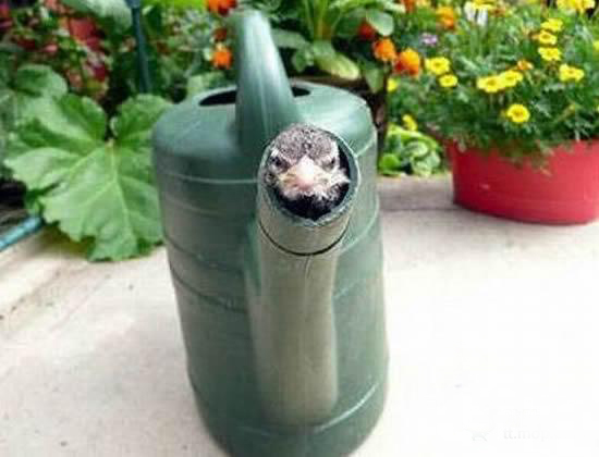 动物离奇悲催时刻