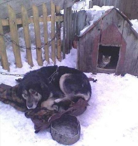 动物离奇悲催时刻