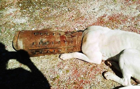 动物离奇悲催时刻