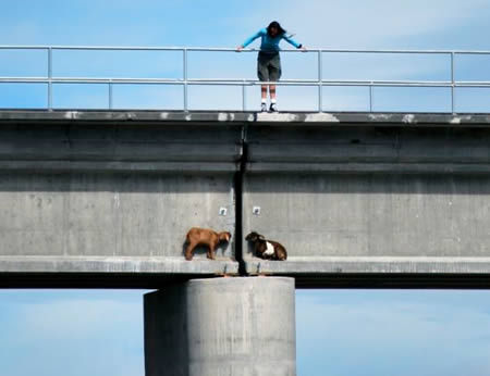 动物离奇悲催时刻