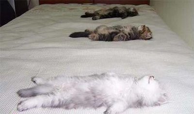 可爱动物排排站