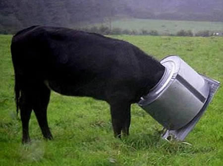 动物离奇悲催时刻